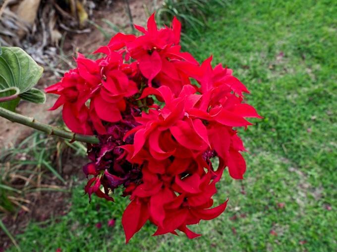 Poinsettia Family Cottage Hazyview Exterior foto